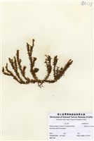 藏品(小杉葉石松)的圖片